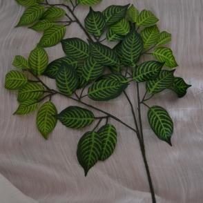 ficus zebra
